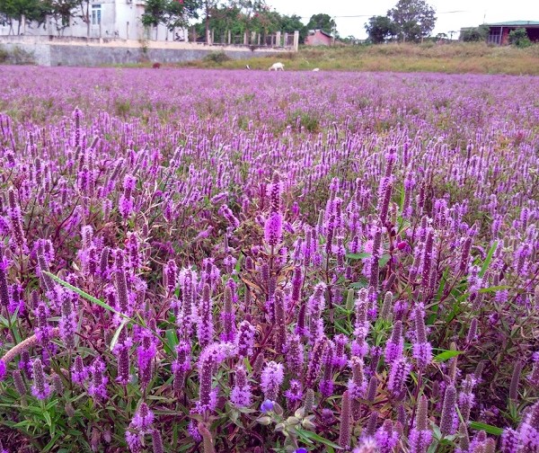 Cánh đồng hoa cỏ tím rộng gần 10 ha tại làng Yom, xã Ia Khai, huyện Ia Grai là địa điểm thu hút nhiều người dân